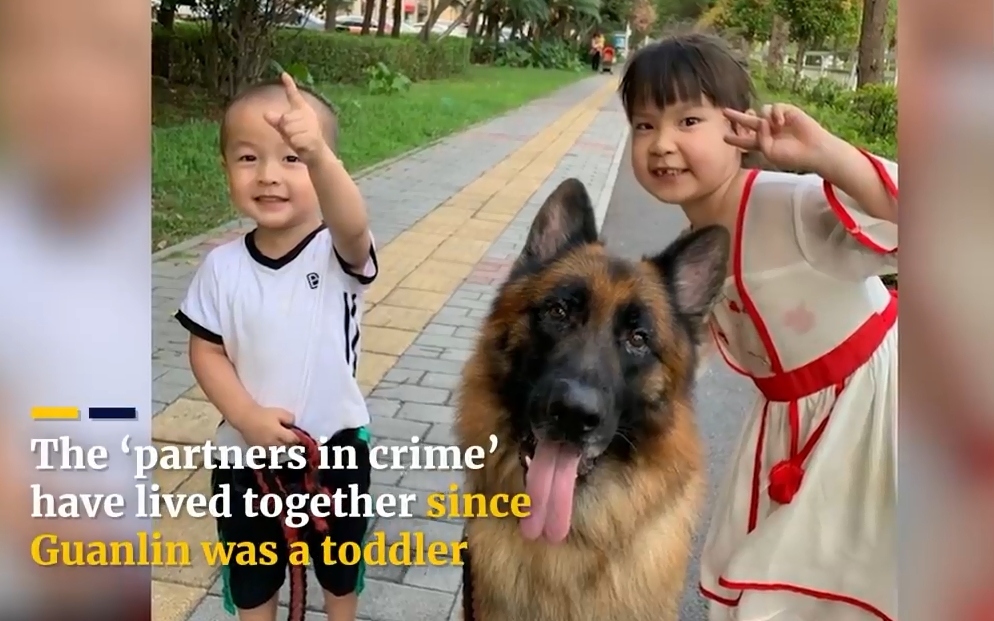 Video: Chú chó béc-giê cực kỳ thông minh nhận đồ và canh chừng cho bé gái
